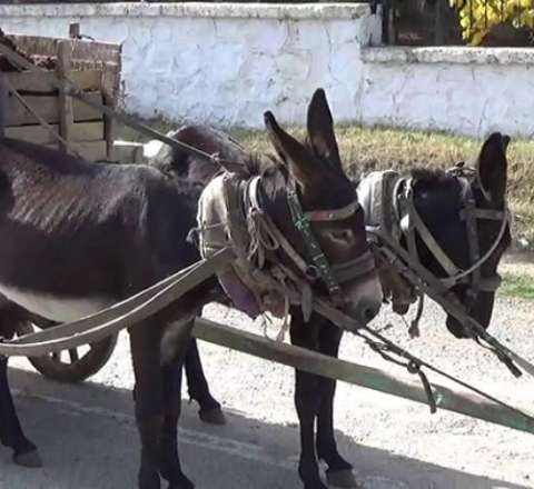 Bakıda zibili eşşək arabası ilə daşıyırlar - "5 manatdan pul yığırıq" -  VİDEO