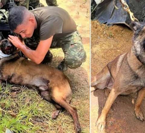Bomba qoxusunu alan it ayağını itirsə də, onlarla insanı xilas etdi - FOTO 