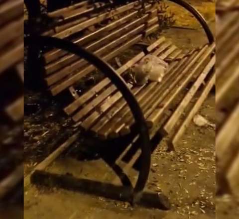 Pis qoxu, tullantılar və laqeydlik - Hövsan parkında dözülməz vəziyyət - VİDEO 