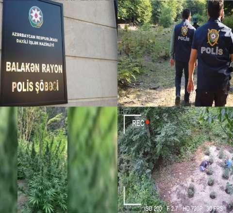 Dağda narkotik becərən silahlı dəstə ifşa olundu 