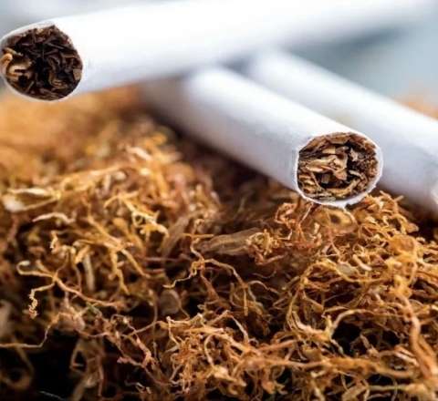 Azərbaycanda tütün istehsalı 57%-ə yaxın azalıb 