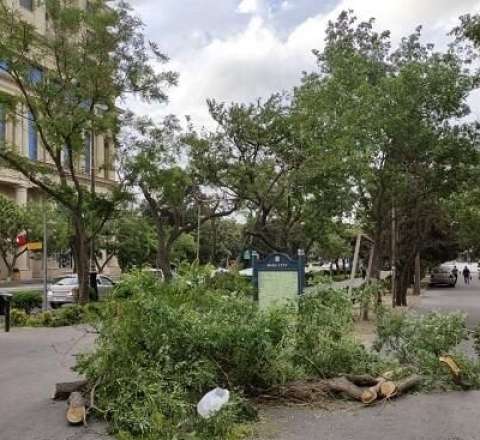 Bakıda qadın ağacın altında qaldı 