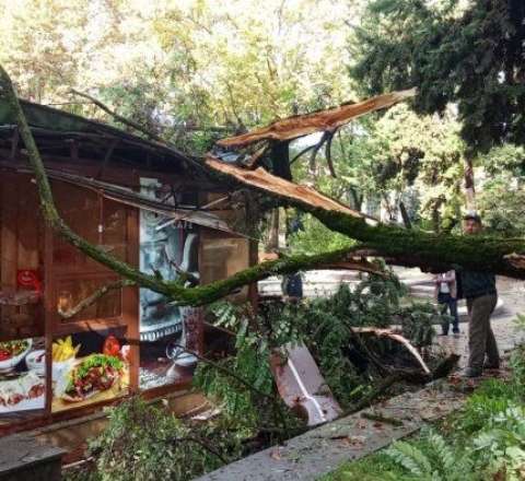 İsmayıllıda ağac kafenin üzərinə aşdı - FOTO 