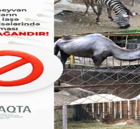 Bu heyvanların nümayiş etdirilməsi qanunla qadağandır! 