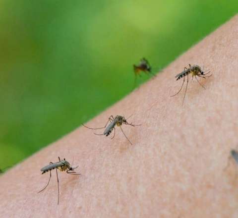 Çindən ağcaqanadlarla yeni təhlükəli virus yayılır 