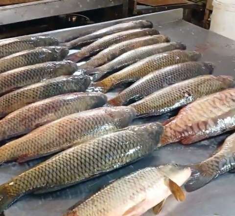 Bakı bazarlarında balıq da bahalaşdı 