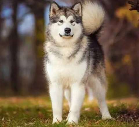 İt 2 aylıq körpəni dişləyib öldürdü 