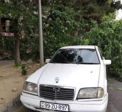 Bakıda 3 nəfərin üzərinə çinar ağacı aşdı 