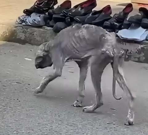 Bakıda bu heyvan görənləri şok etdi - VİDEO 
