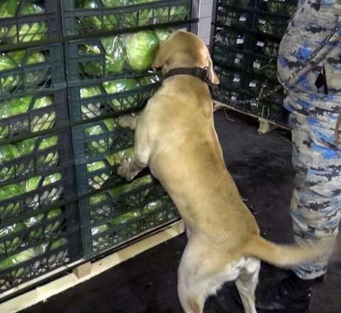 Kahının altında 97 kq marixuana tapıldı – FOTO 