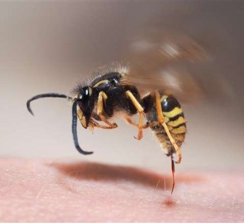 66 yaşlı kişi qızının evində öldü – Arı sancdı 