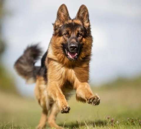 Çoban iti 83 yaşlı kişini parçalayaraq öldürdü 