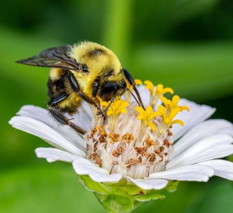 Arılara Morze əlifbası öyrətdilər – Dünya elmində mühüm yenilik 