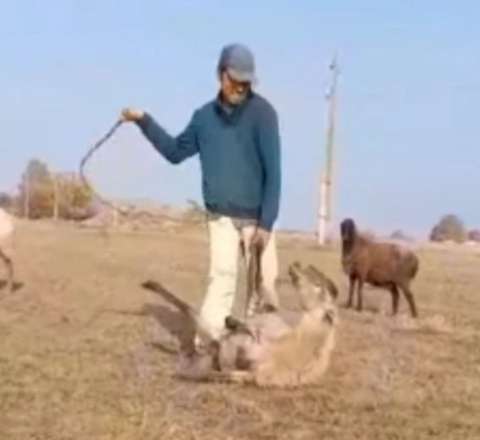 Qoyuna işgəncə verən çoban saxlanıldı - VİDEO 