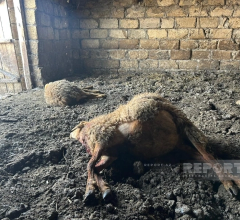 Canavarlar daha bir kəndə hücum etdi – 13 qoyun tələf oldu (FOTO) 