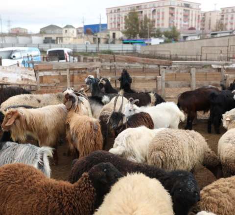 Heyvan bazarını AQTA bağlatdırıb – Bəs nə vaxt açılacaq? 