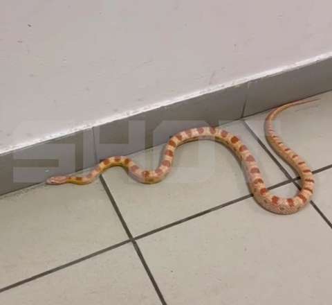 Rusiyada mənzilə ilan girdi – Ev sahibi əskiyə oxşatdı – VİDEO 