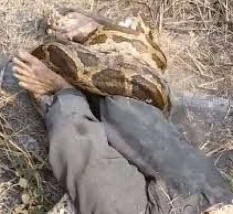 4 metrlik piton fəhləni boğmaq istədi – Son anda xilas edildi – VİDEO 