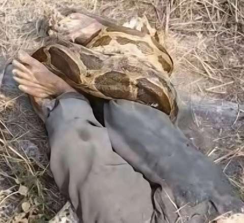 4 metrlik piton fəhləni boğmaq istədi – Son anda xilas edildi – VİDEO 