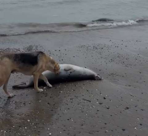 Xəzər sahilində 480-dən çox ölü suiti tapıldı – VİDEO 