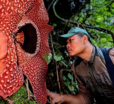 Bioloqlar bu çiçəyi tapmaq üçün düz 13 il meşələrdə gəzdilər - VİDEO 