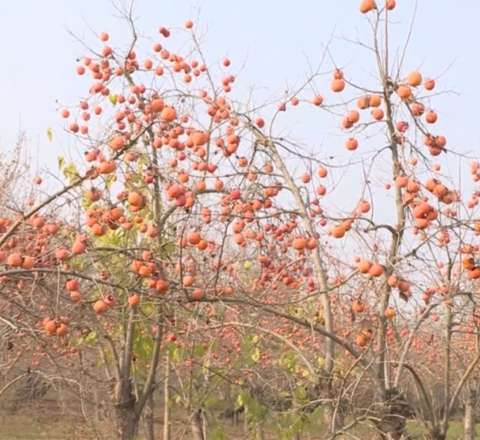 İmişlidə tonlarla xurma ağaclarda çürüyür – VİDEO 