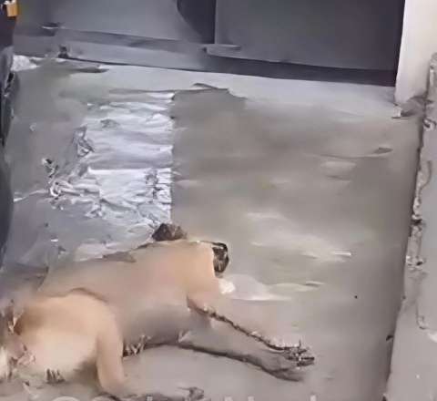 Gəncə İcra Hakimiyyəti itləri zəhərləyib? - AÇIQLAMA+VİDEO 