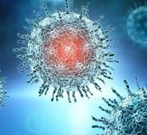 Hazırda dominant qrip Honkonq qripidir  – ÜST