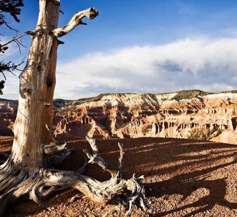 Gənc alimin ehtiyatsızlığına görə dünya ən qədim ağacını itirdi 