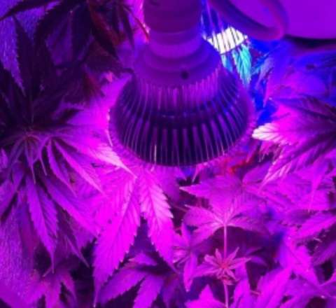 Rusiyada narkotik becərən azərbaycanlı saxlanıldı – Anbarda yetişdirirmiş – FOTO 