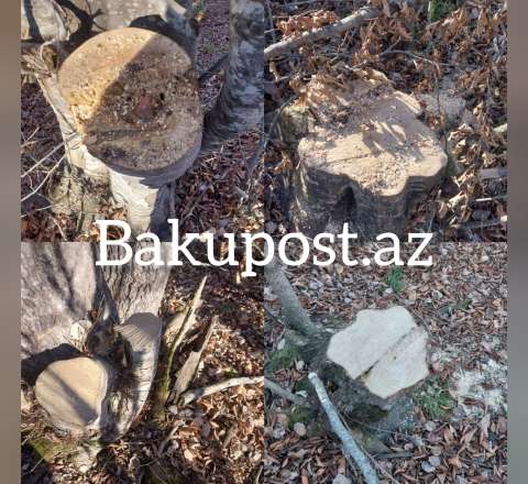300-dən çox kəsilmiş ağac, qanunsuz ov.. -Şahdağ Milli Parkında nə baş verir? -VİDEO/FOTO 