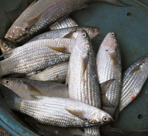 Balıq yetişdirən sahibkarlara şad xəbər - Güzəşt ediləcək 