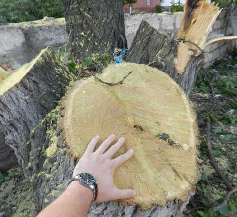 Kəsdiyi ağac üstünə aşdı, öldü  