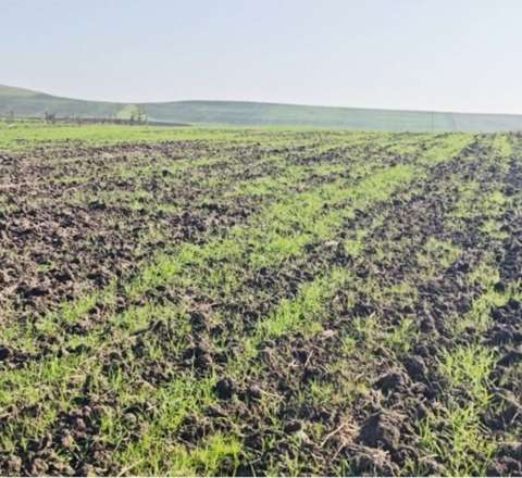 Cəlilabadda taxil sahələri üçün gözlənilməz TƏHLÜKƏ – VİDEO 