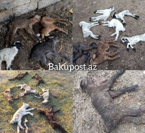 20 min manat tələbi, bir ailəyə qarşı zorakılıq və... - Şirvan Milli Parkında dəhşətli mənzərə - VİDEO/FOTO 