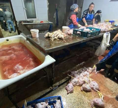 “Kənd toyuqları”nı bu vannalarda “istehsal edirmişlər” - FOTOLAR 