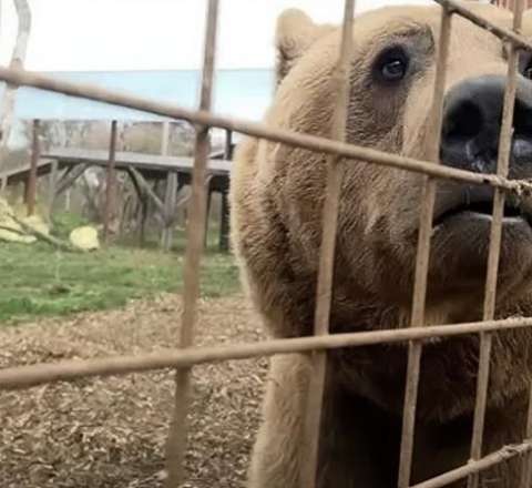 İki ayı sağaldılmaq üçün Azərbaycandan Britaniya aparılıb – Vəziyyətləri yaxşıdır 