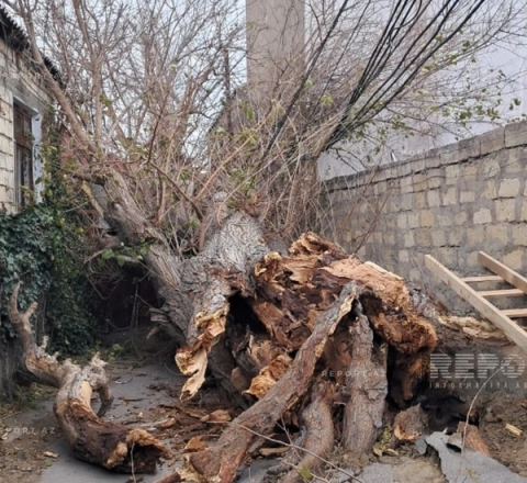 Bakıda güclü külək ağacı elektrik xəttinin üzərinə aşırdı - FOTO  