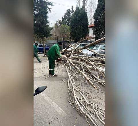 Güclü külək Bakıda 9 ağacı sındırdı - FOTOLAR 