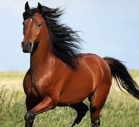 At ilinin xarakteri: 2026 kimlərə düşərli olacaq? 