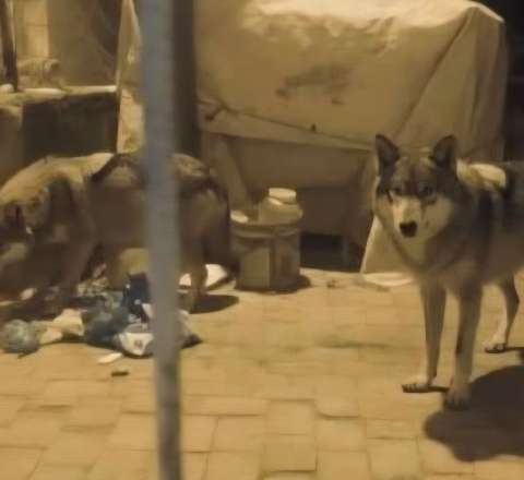 Türkiyənin paytaxtında canavarlar peyda oldu - FOTO 