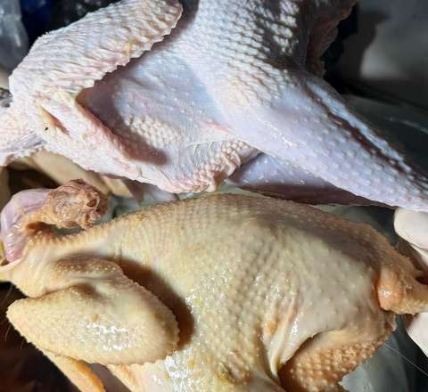 Sintetik maddə ilə rəngləyib "kənd toyuğu" adı ilə satıblar - FOTO 