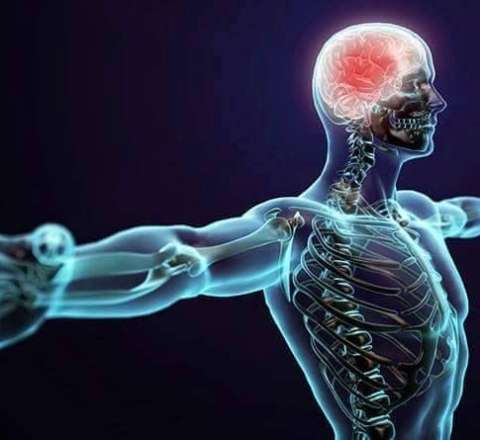 İnsan bədənində hansı "artıq" sümüklər var? - Cavab sizi təəccübləndirəcək 