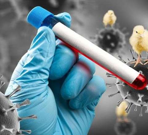 Azərbaycanda quş qripinə yoluxma halı aşkarlanıb? - Rəsmi açıqlama 