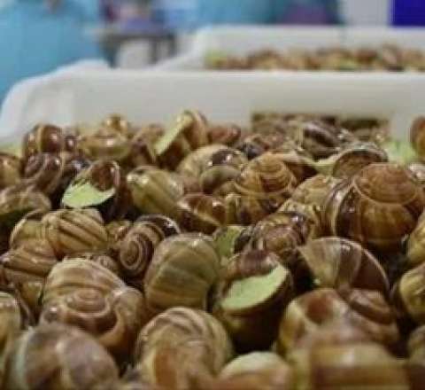 Azərbaycan ilbiz məhsulları ixracına başladı 