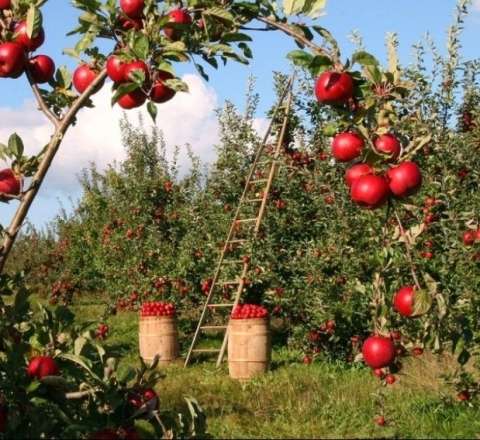 Azərbaycan alması 65 milyon dollara satıldı 