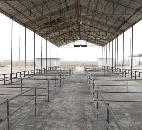 Bu heyvan bazarları da açılışa hazırdır - VİDEO 