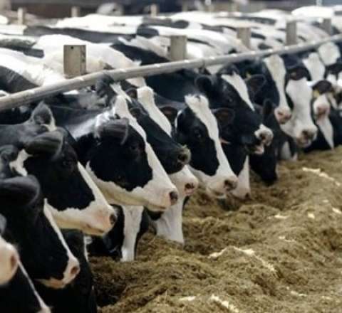 Nazirliyin 5 milyon ödədiyi minlərlə mal-qara "yoxa çıxıb" 