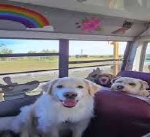 Bu ölkədə itlər də məktəbə gedir 