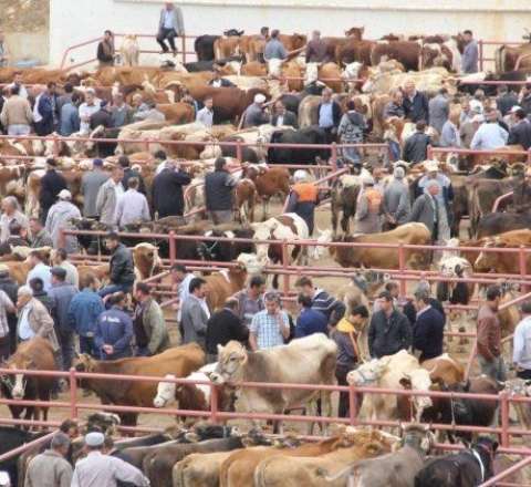Ağcabədi heyvan bazarının fəaliyyətinə icazə verildi 